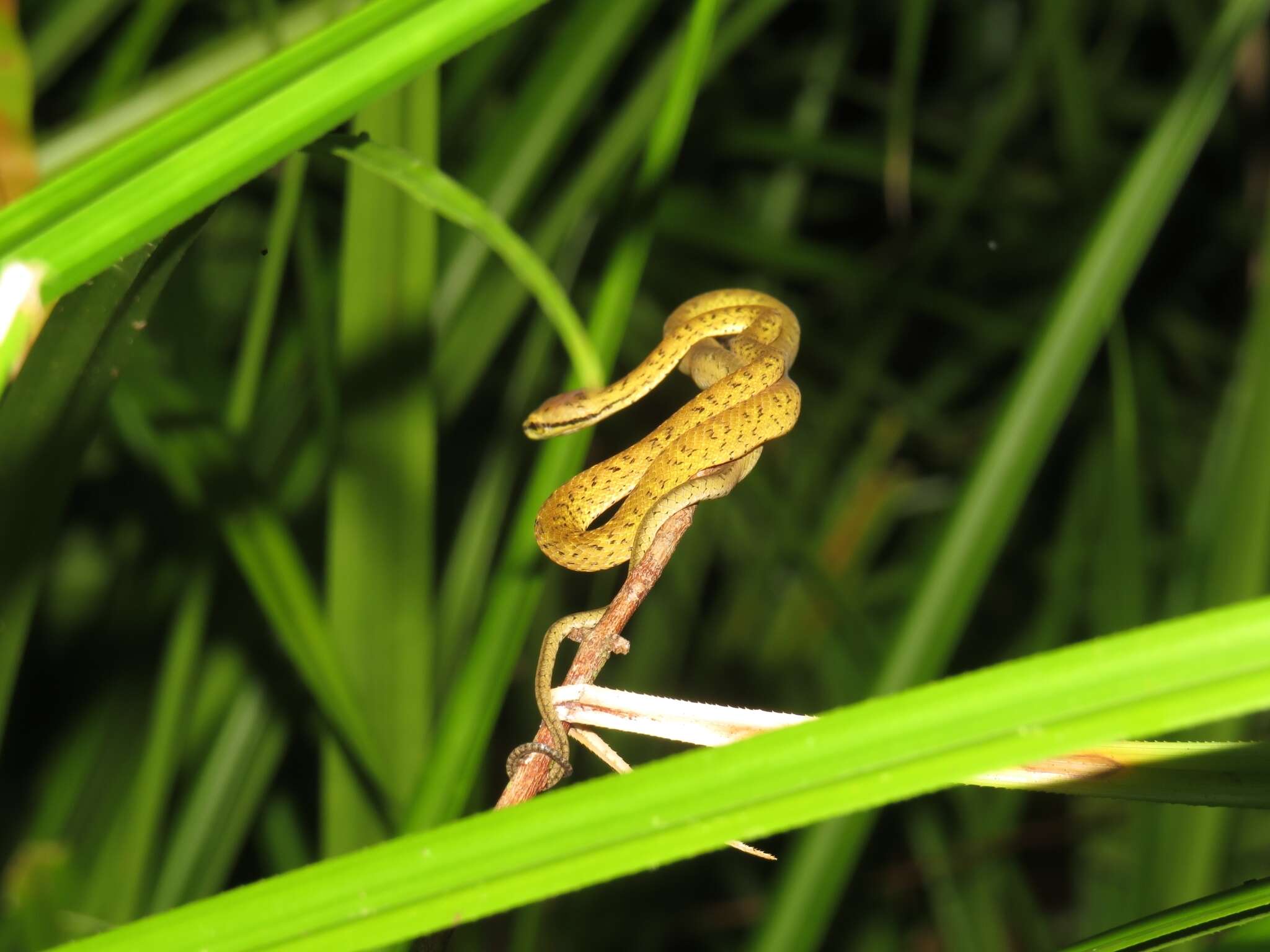 صورة Psammodynastes pictus Günther 1858