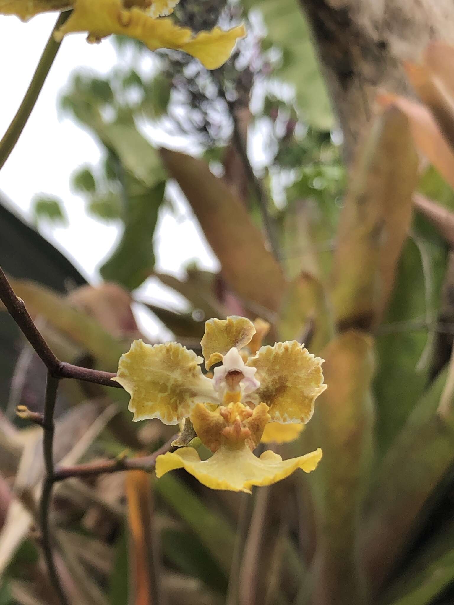 Image of Trichocentrum luridum (Lindl.) M. W. Chase & N. H. Williams