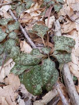 Image of Allegheny-spurge