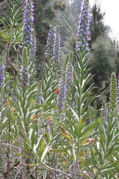 Image of Echium webbii Coincy