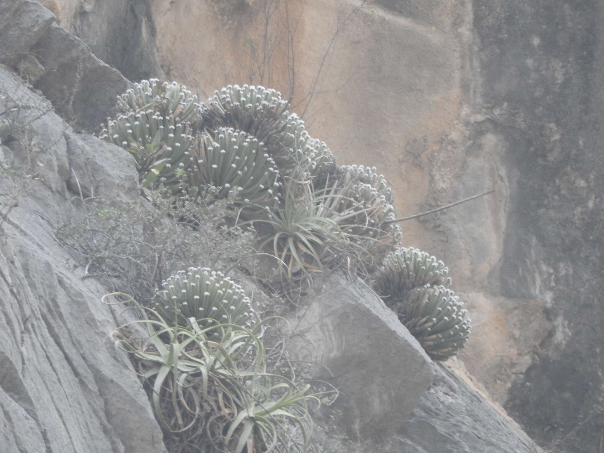 Image of Hair-tipped Century Plant