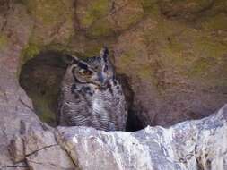 Image of <i>Bubo virginianus magellanicus</i>