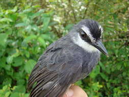 Image of White-throated Antbird