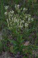 Image of Florida Indian plantain