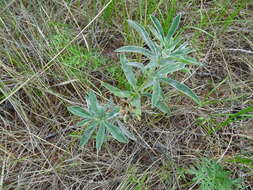 Слика од Thermopsis lanceolata R. Br.