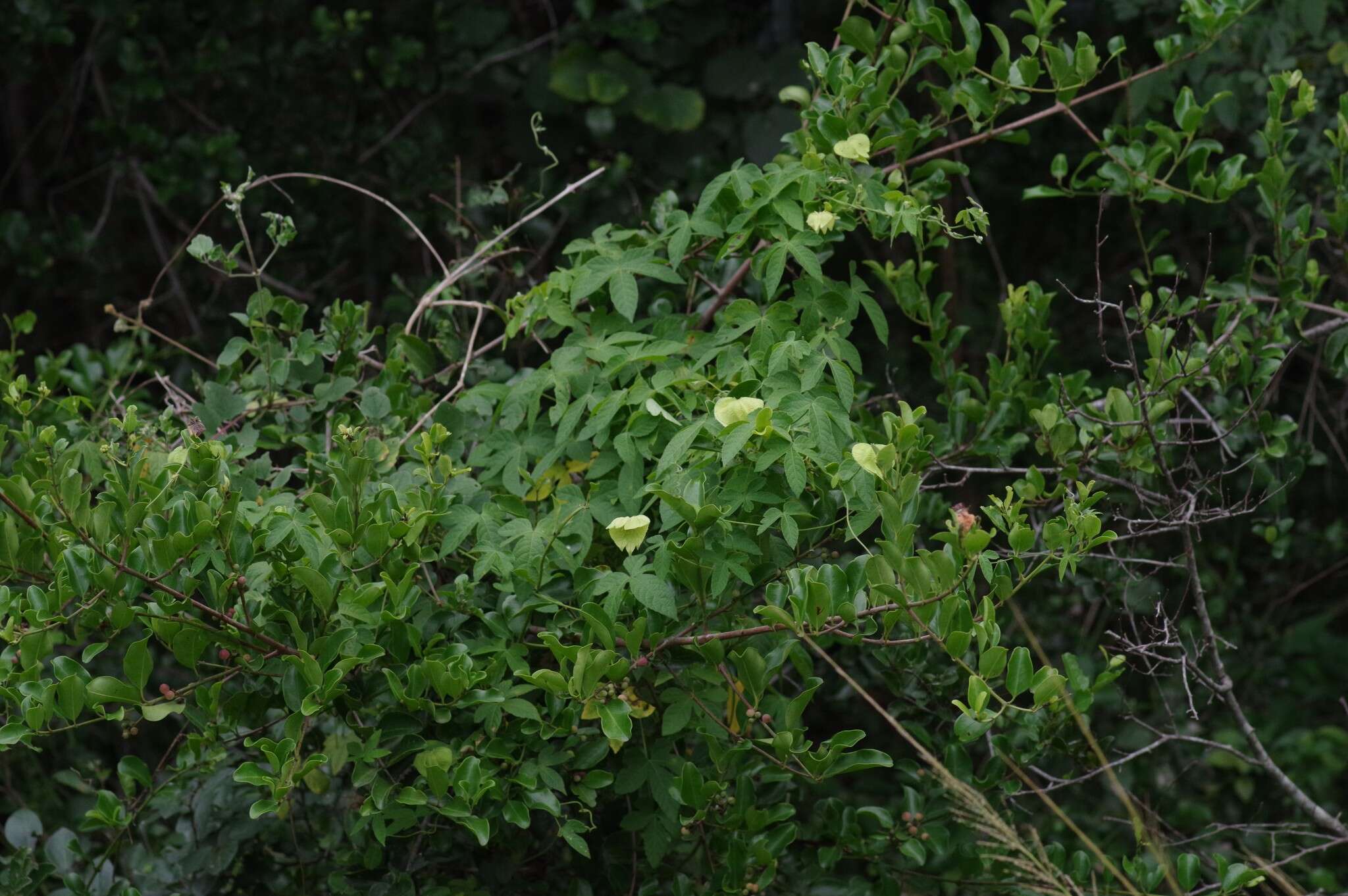 Image of Dalechampia capensis A. Spreng.