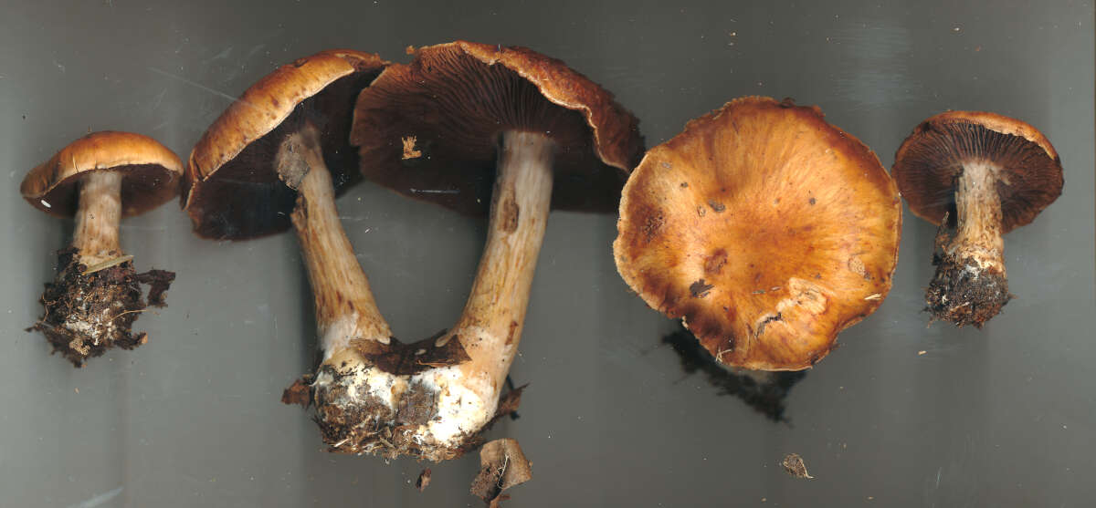 Image of Cortinarius quercophilus Y. Lamoureux, Lebeuf, A. Paul & J. Landry