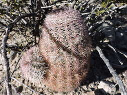 Image of Echinocereus dasyacanthus subsp. dasyacanthus