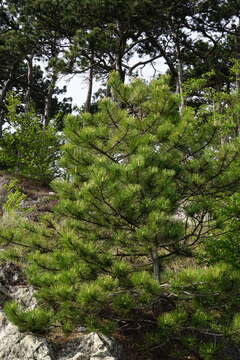 Image of Pinus nigra subsp. nigra