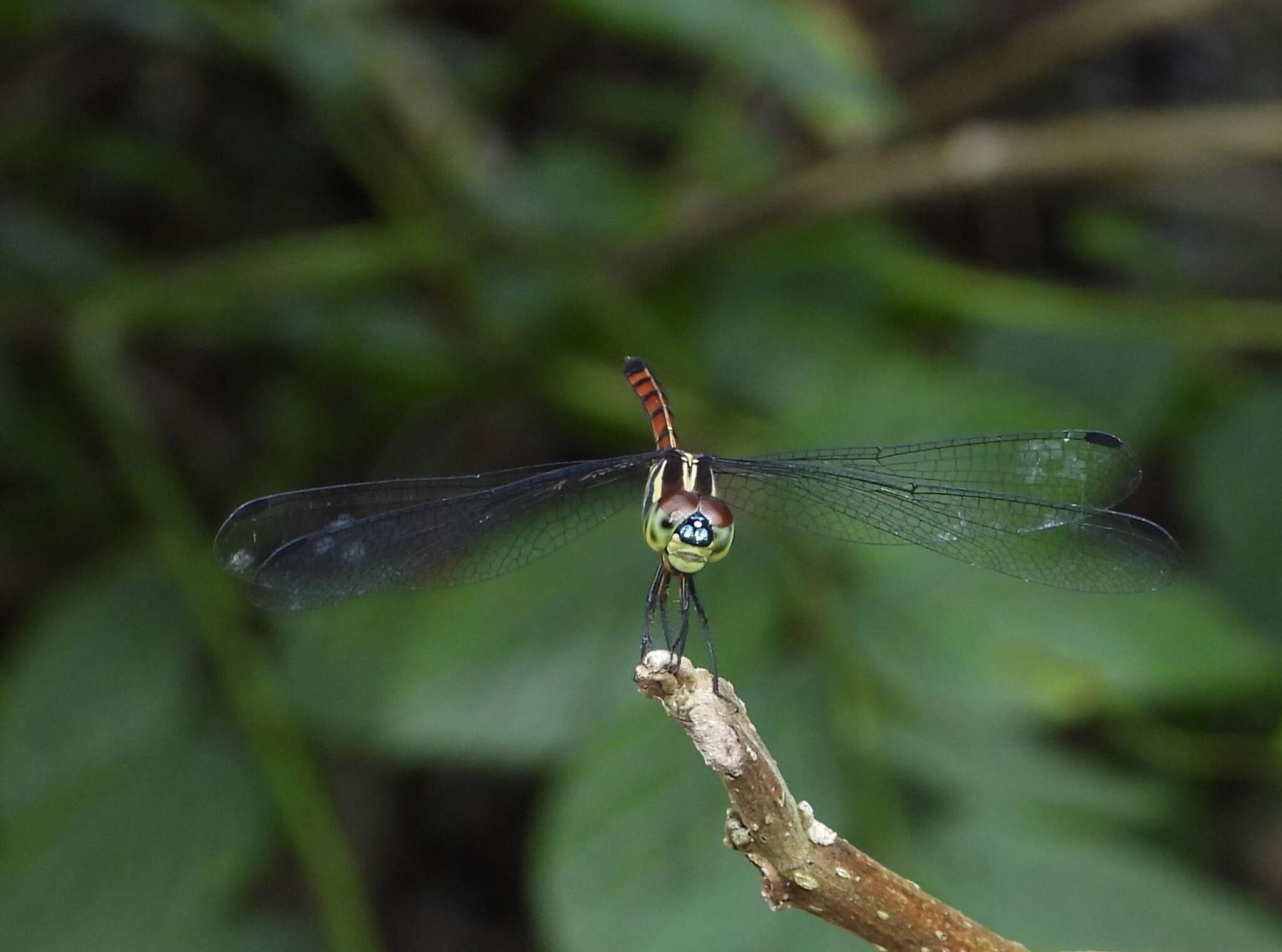 Nesoxenia lineata (Selys 1879) resmi