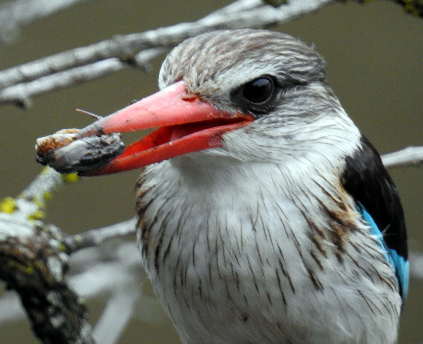 Image of Potamonautes barbarai Phiri & Daniels 2014