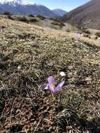 Image of Crocus neapolitanus (Ker Gawl.) Loisel.