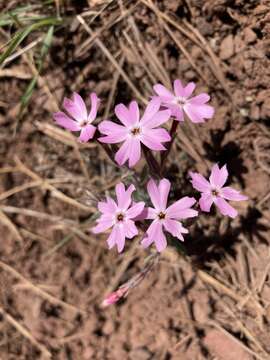 Imagem de Phlox amabilis Brand