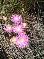 صورة Lampranthus densifolius (L. Bol.) L. Bol.