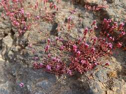 Plancia ëd Rotala serpyllifolia (Roth) Bremek.