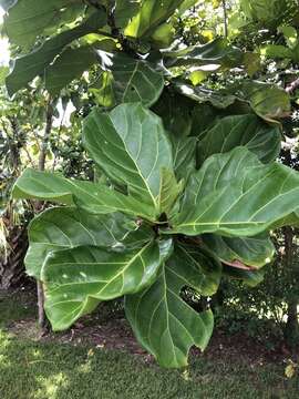 Image of fiddle-leaf fig