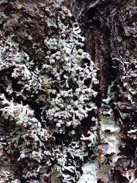 Image of bran lichen