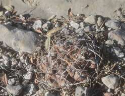 Image of Thelocactus hexaedrophorus (Lem.) Britton & Rose