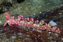 Image of Limenandra barnosii Carmona, Pola, Gosliner & Cervera 2014