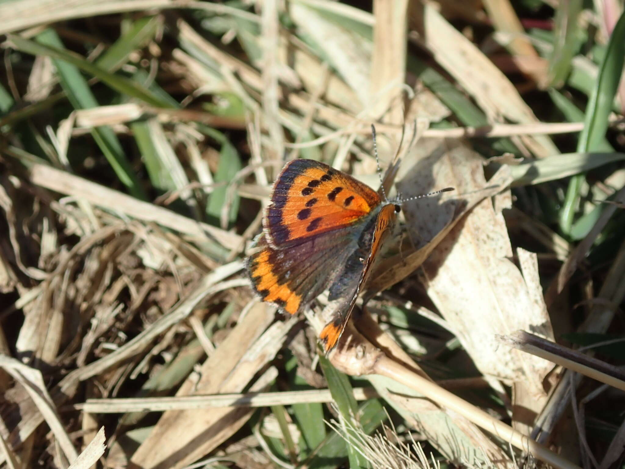 <i>Lycaena phlaeas daimio</i> resmi