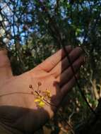 Image of Trichocentrum brachyphyllum (Lindl.) R. Jiménez