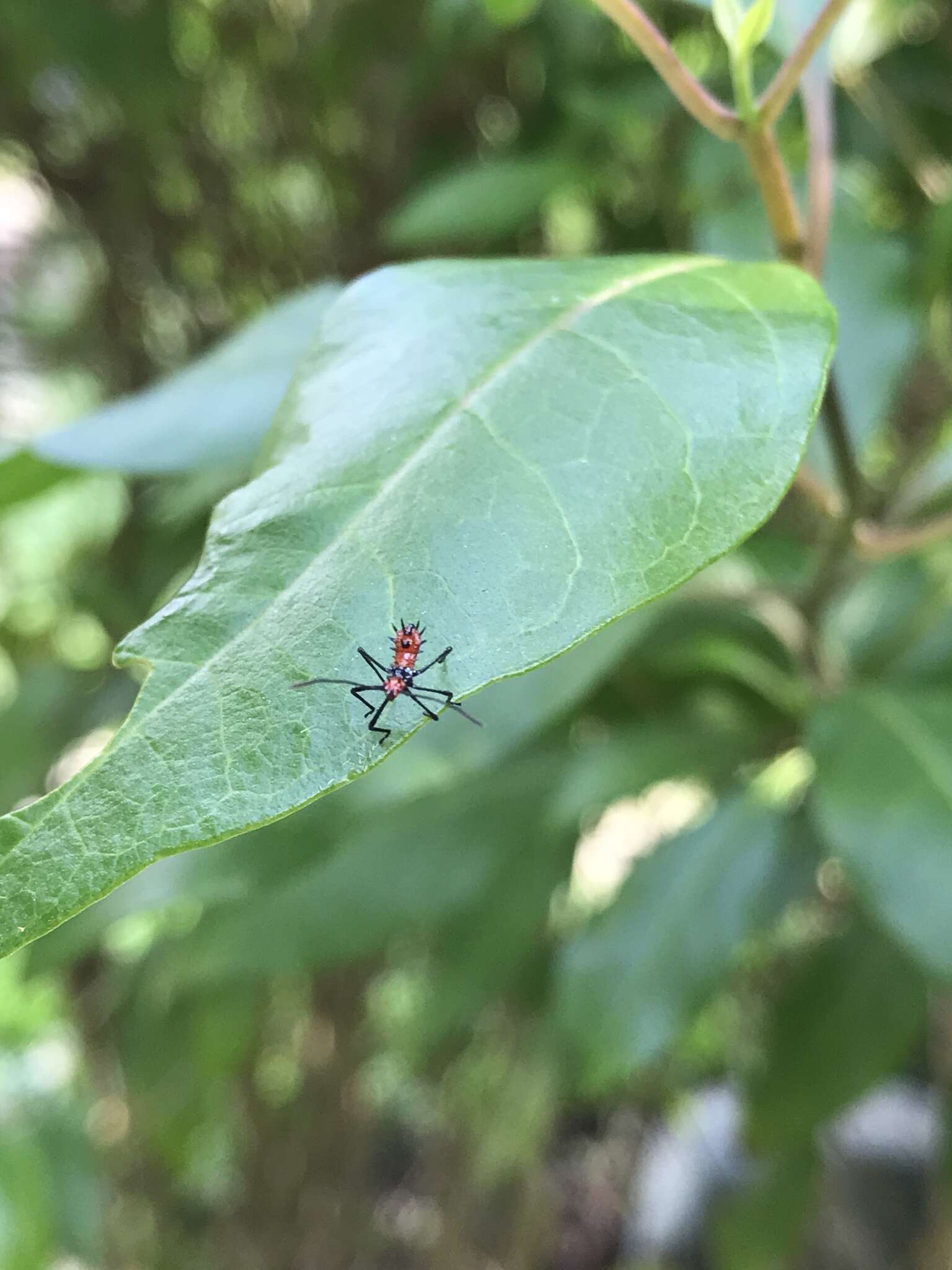 Image of Passionvine Bug