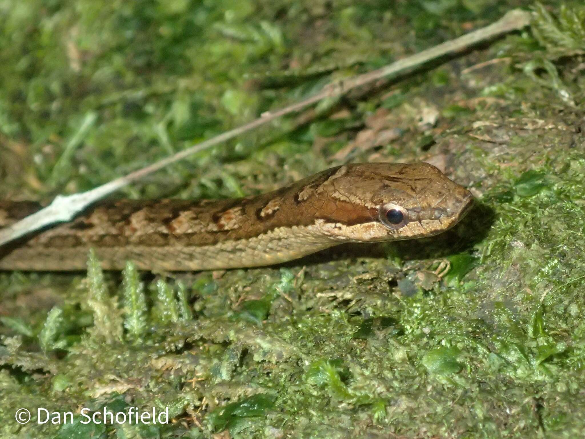 Image of Orange-bellied Racer