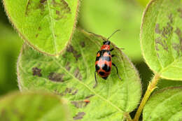 Sivun Cerotoma atrofasciata Jacoby 1879 kuva