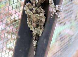 Image of Southern Leaf-tailed Gecko