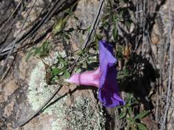 Image of silky morning-glory