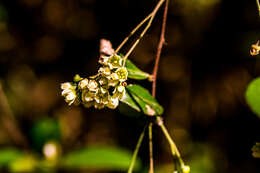 Putterlickia verrucosa (E. Mey. ex Sond.) Sim的圖片