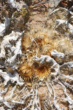 Image of stemless thistle