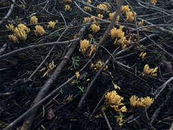 Phaeoclavulina myceliosa resmi