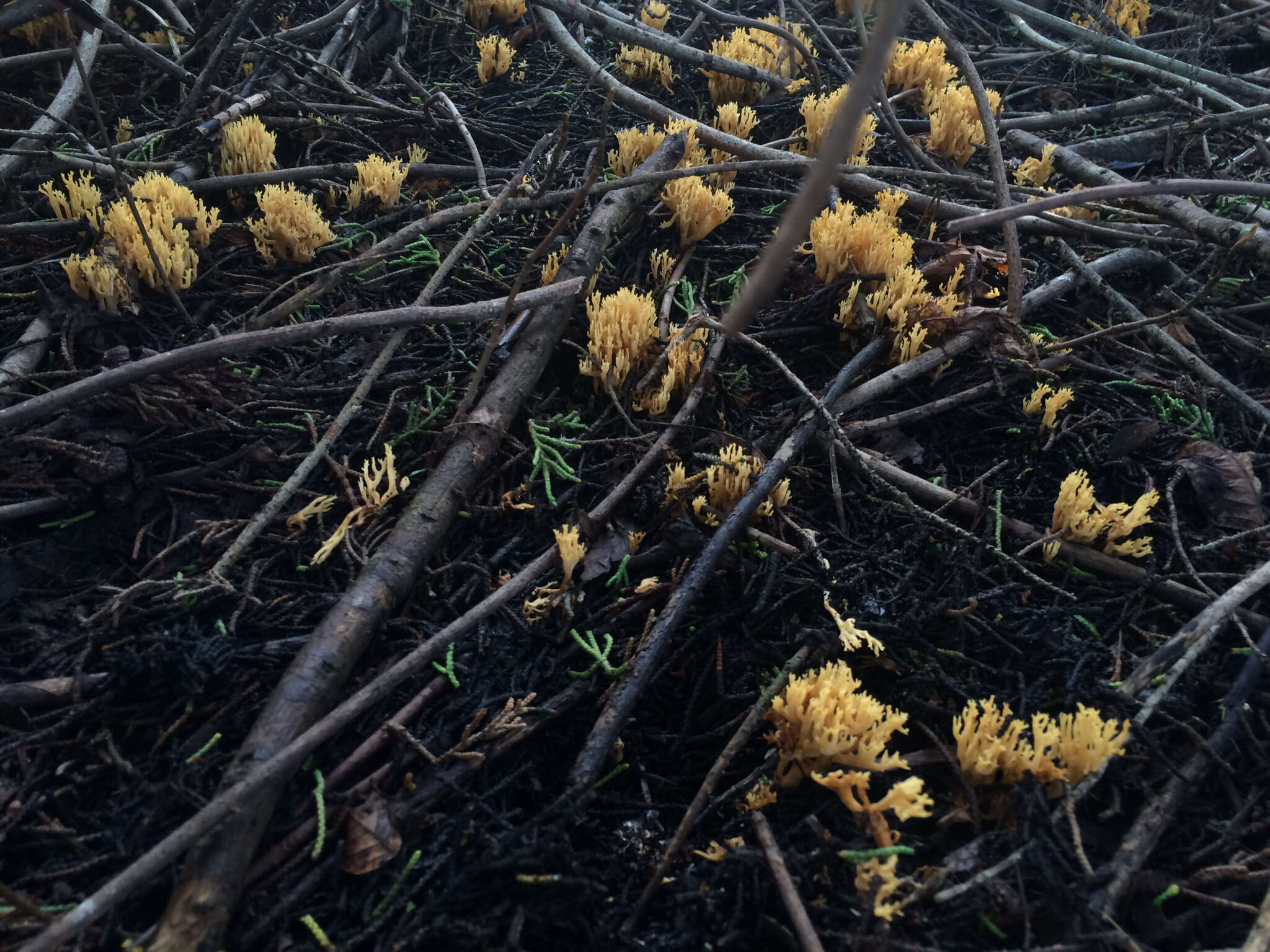 Image de Phaeoclavulina myceliosa