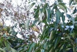 Image of Cook Islands Reed-Warbler