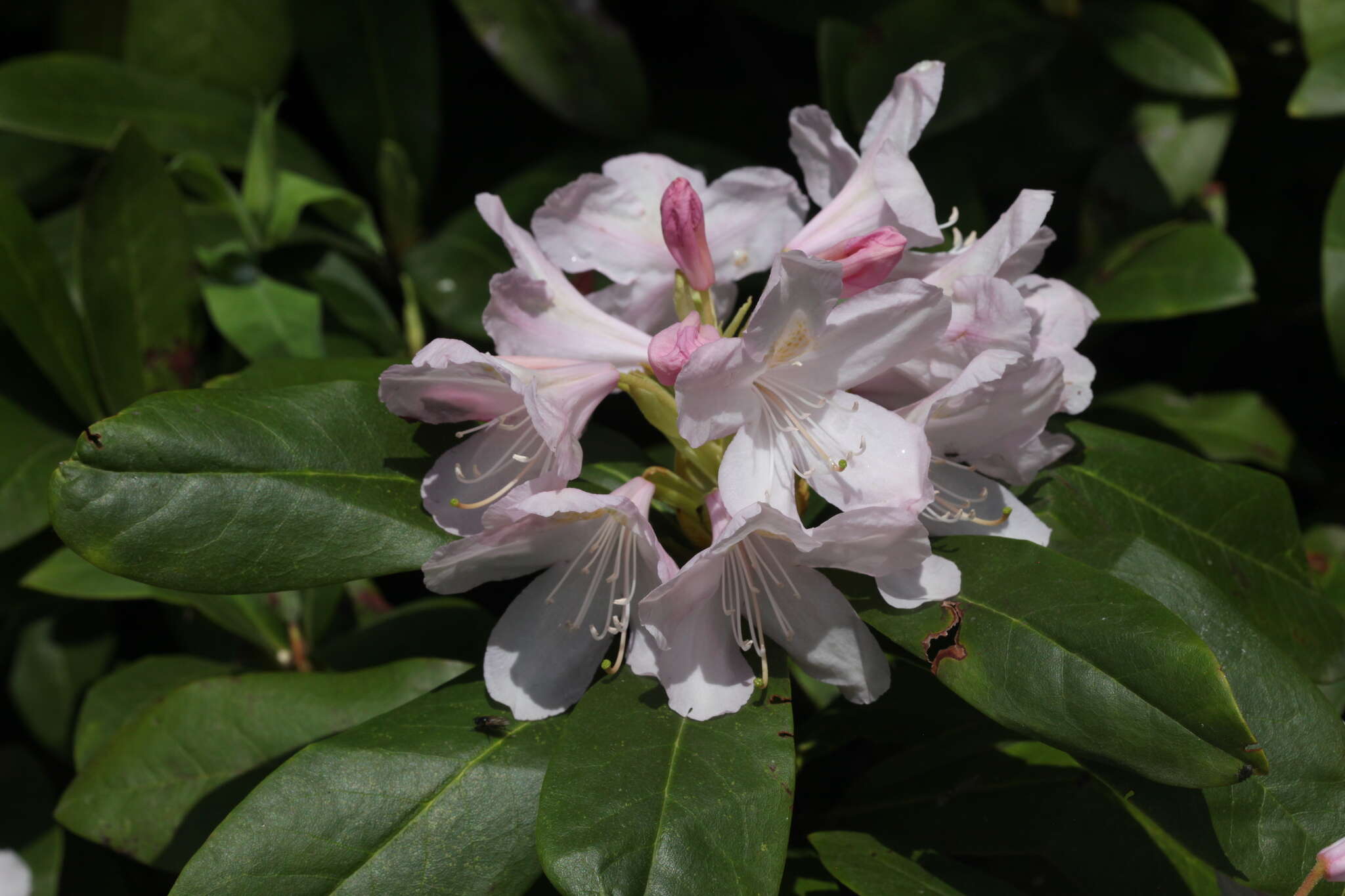 صورة Rhododendron sochadzeae Charadze & Davlianidze