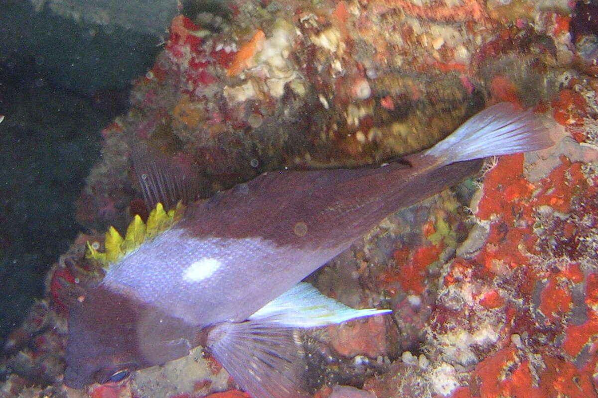 Image of Black Pyramid Butterflyfish