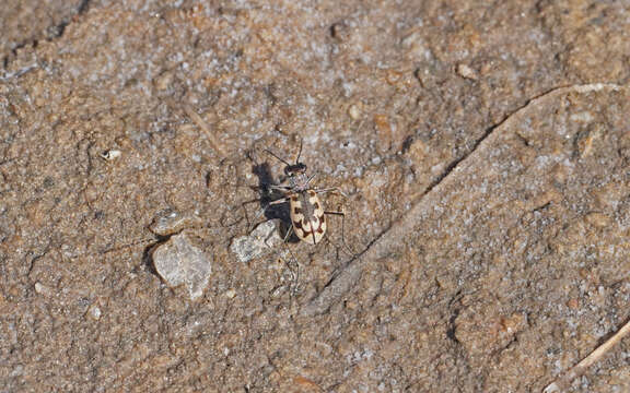 Imagem de Cephalota (Taenidia) circumdata imperialis (Klug 1834)