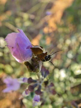 Image of Syncolostemon elliottii (Baker) D. F. Otieno