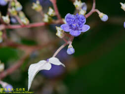 Imagem de Hydrangea densifolia (C. F. Wei) Y. De Smet & Granados