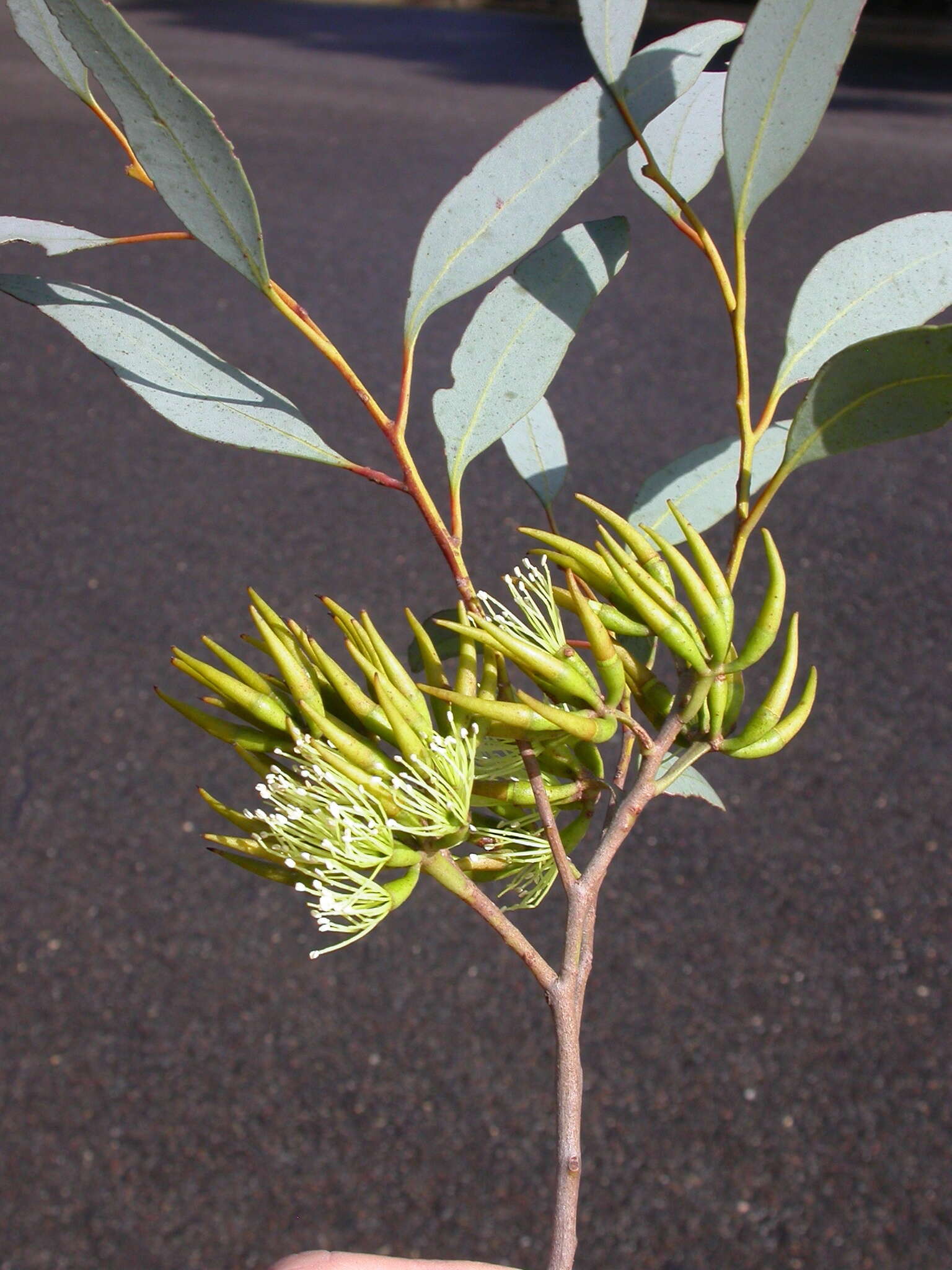 Image of Eucalyptus gardneri subsp. gardneri