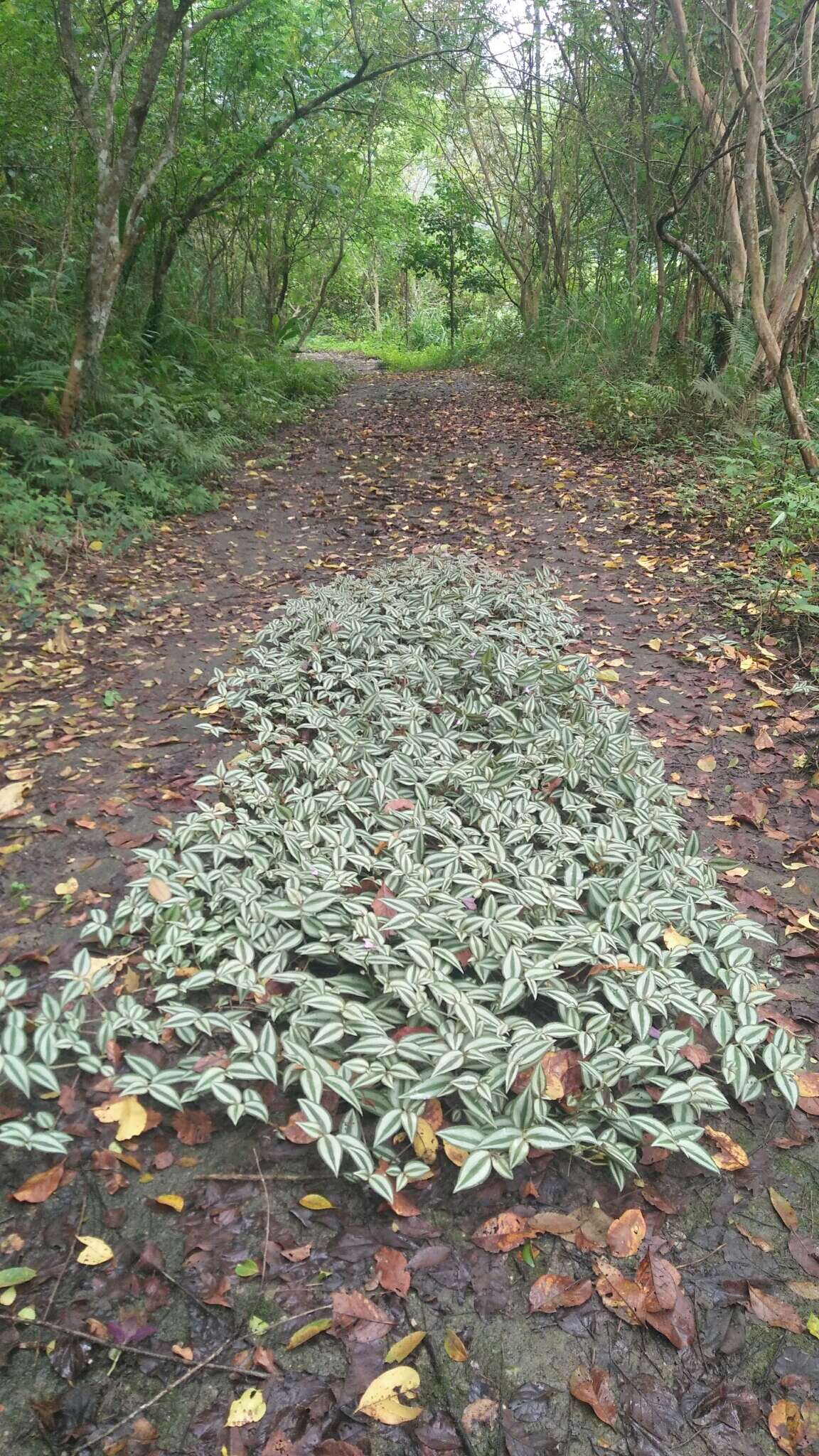 Imagem de Tradescantia zebrina Bosse