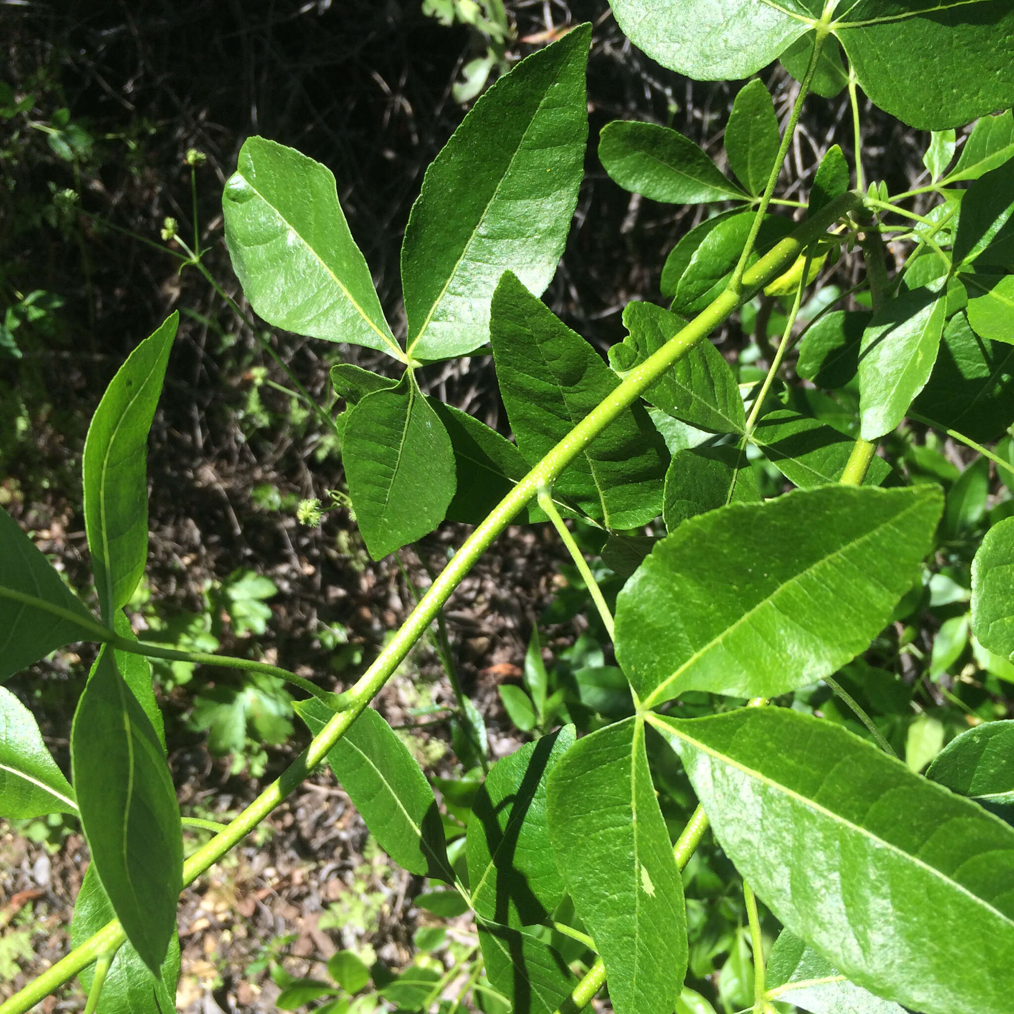 Image de Ptelea crenulata Greene