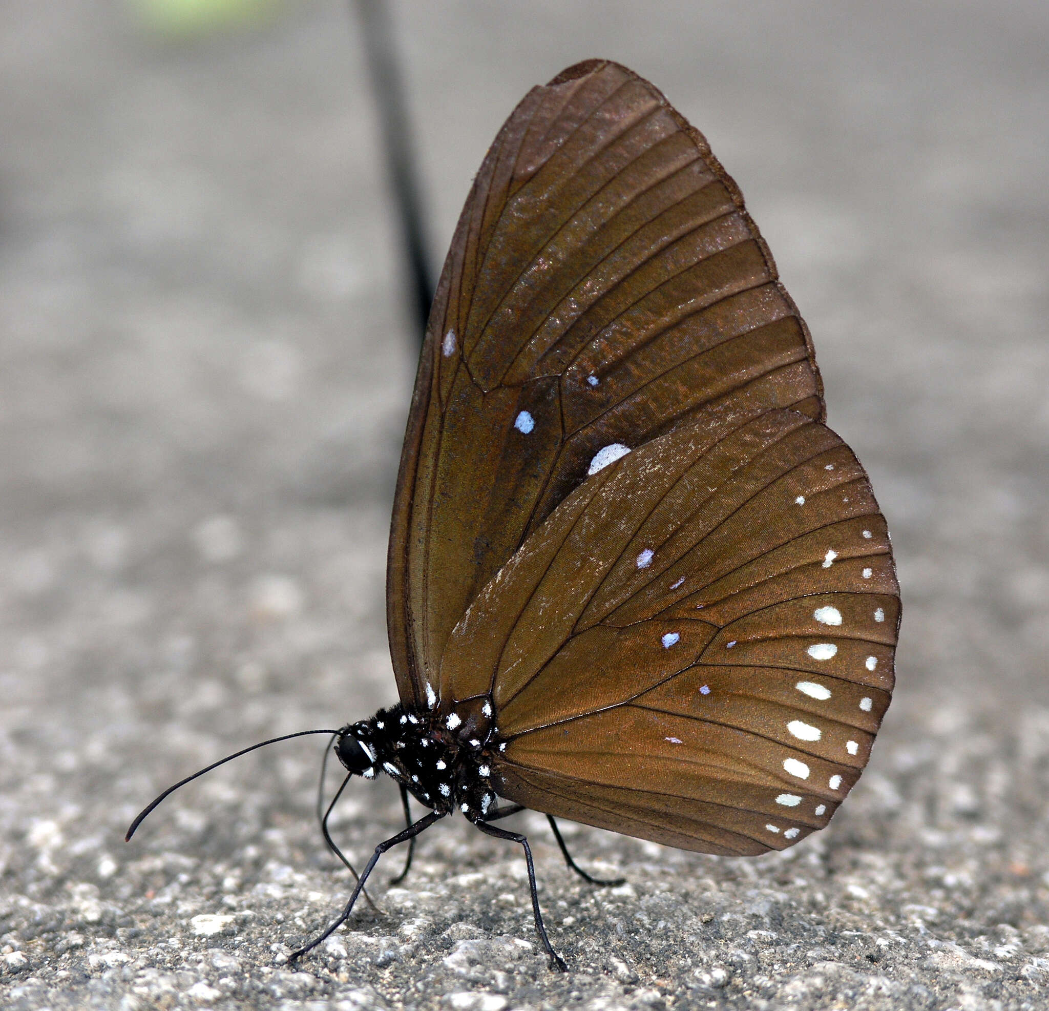 Image of <i>Euploea <i>modesta</i></i> modesta