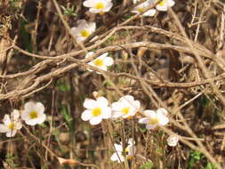 Sivun Oxalis viscosa E. Mey. ex Sond. kuva