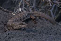 Image of Central Peninsular Alligator Lizard