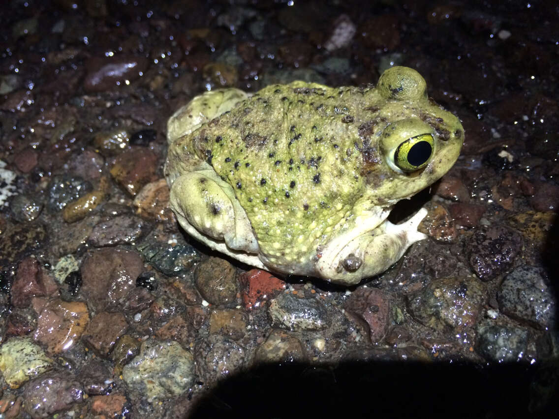 Image of Couch's Spadefoot