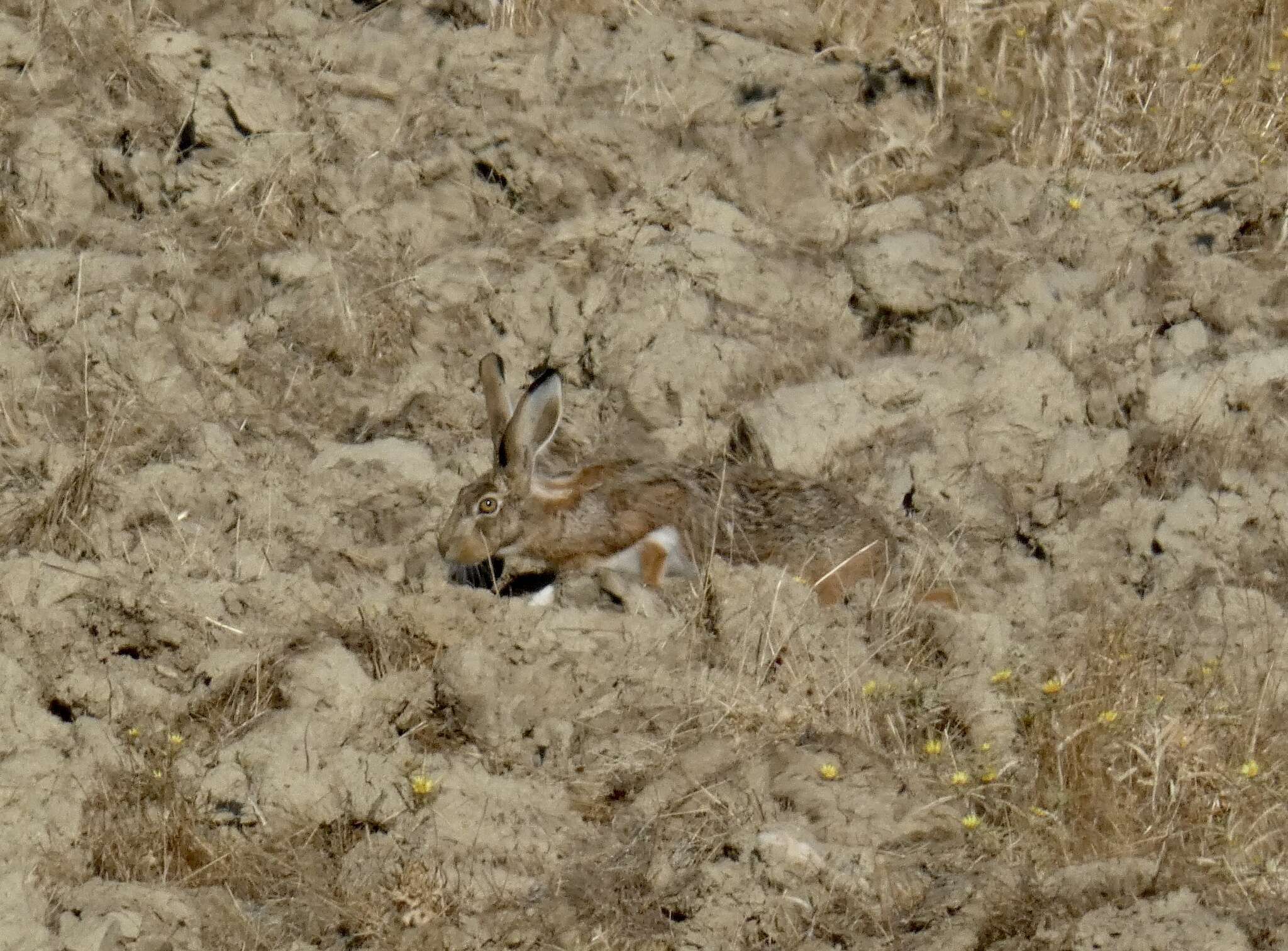 Image of Granada Hare