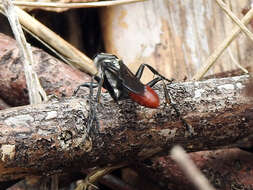 Image of Mud dauber