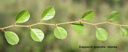 Image de Capparis grandis L. fil.